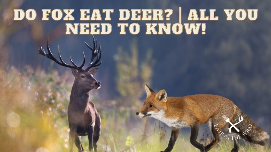 do fox eat deer