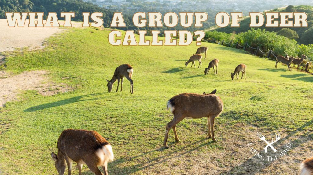 What Is a Group of Deer Called?