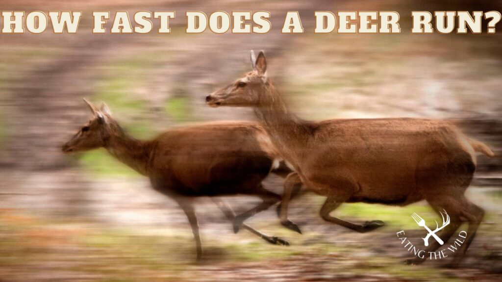 how fast does a deer run