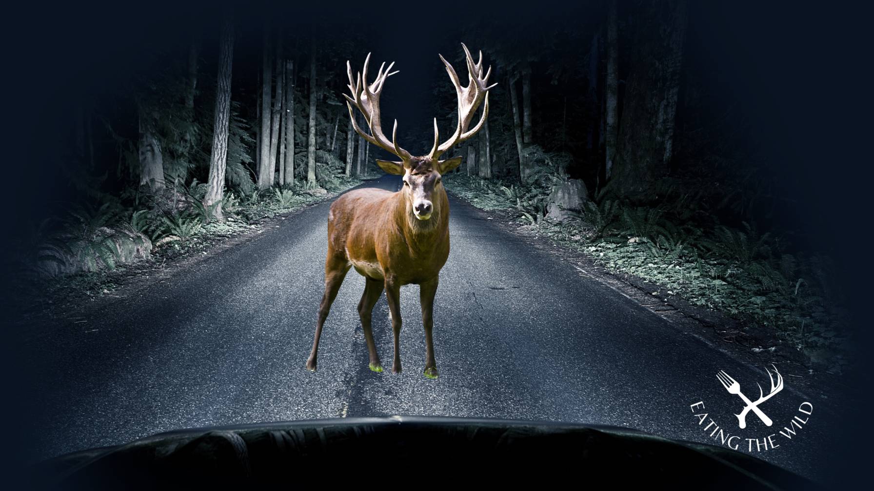 why do deers run in front of cars