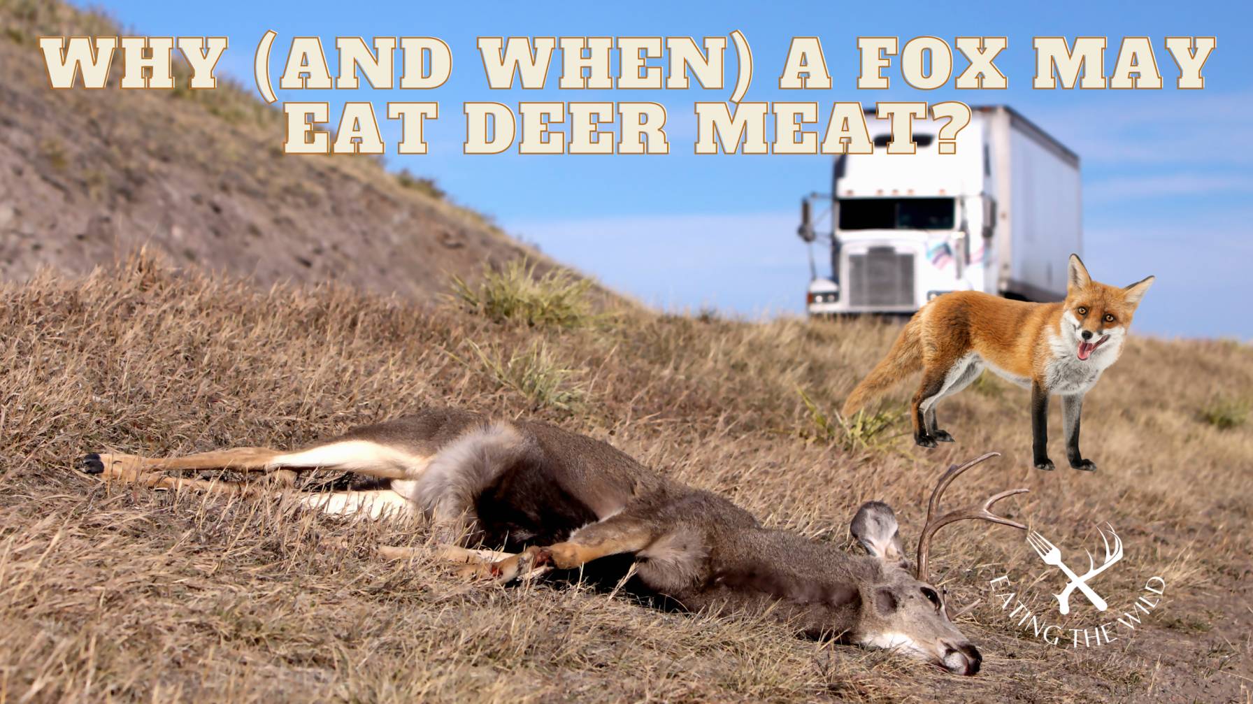 do fox eat deer do fox eat deer