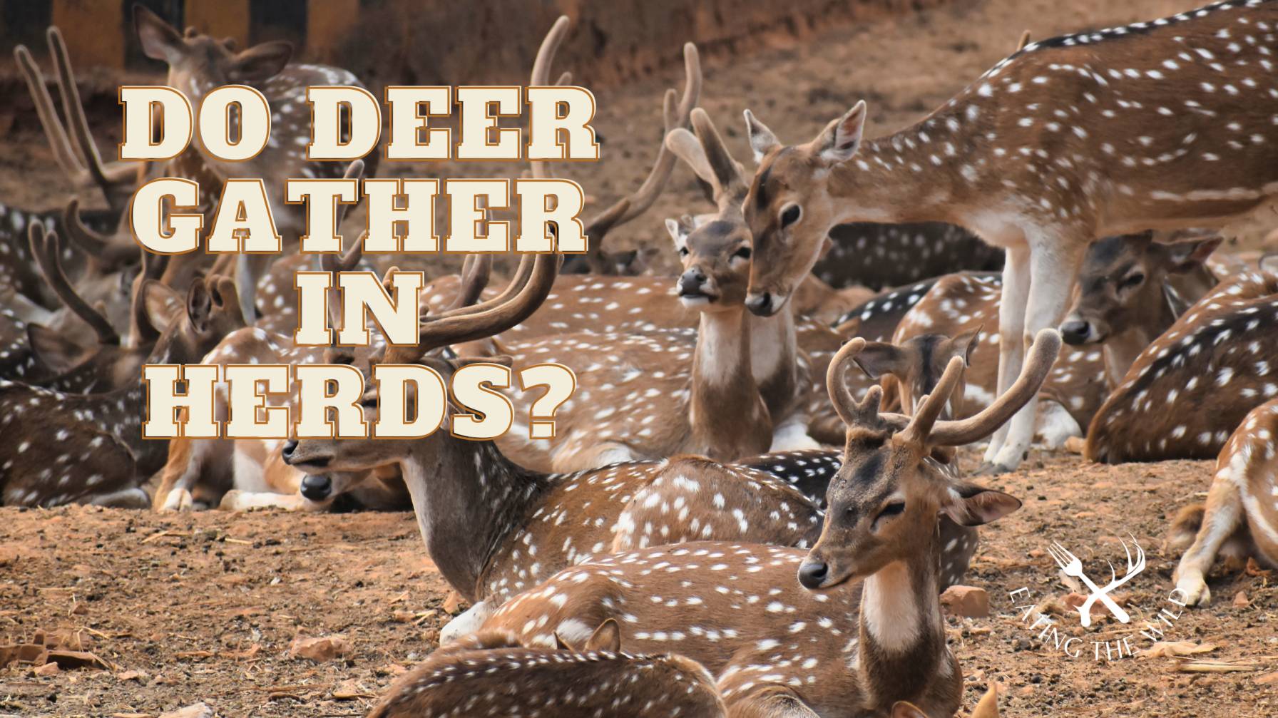 What Is a Group of Deer Called?