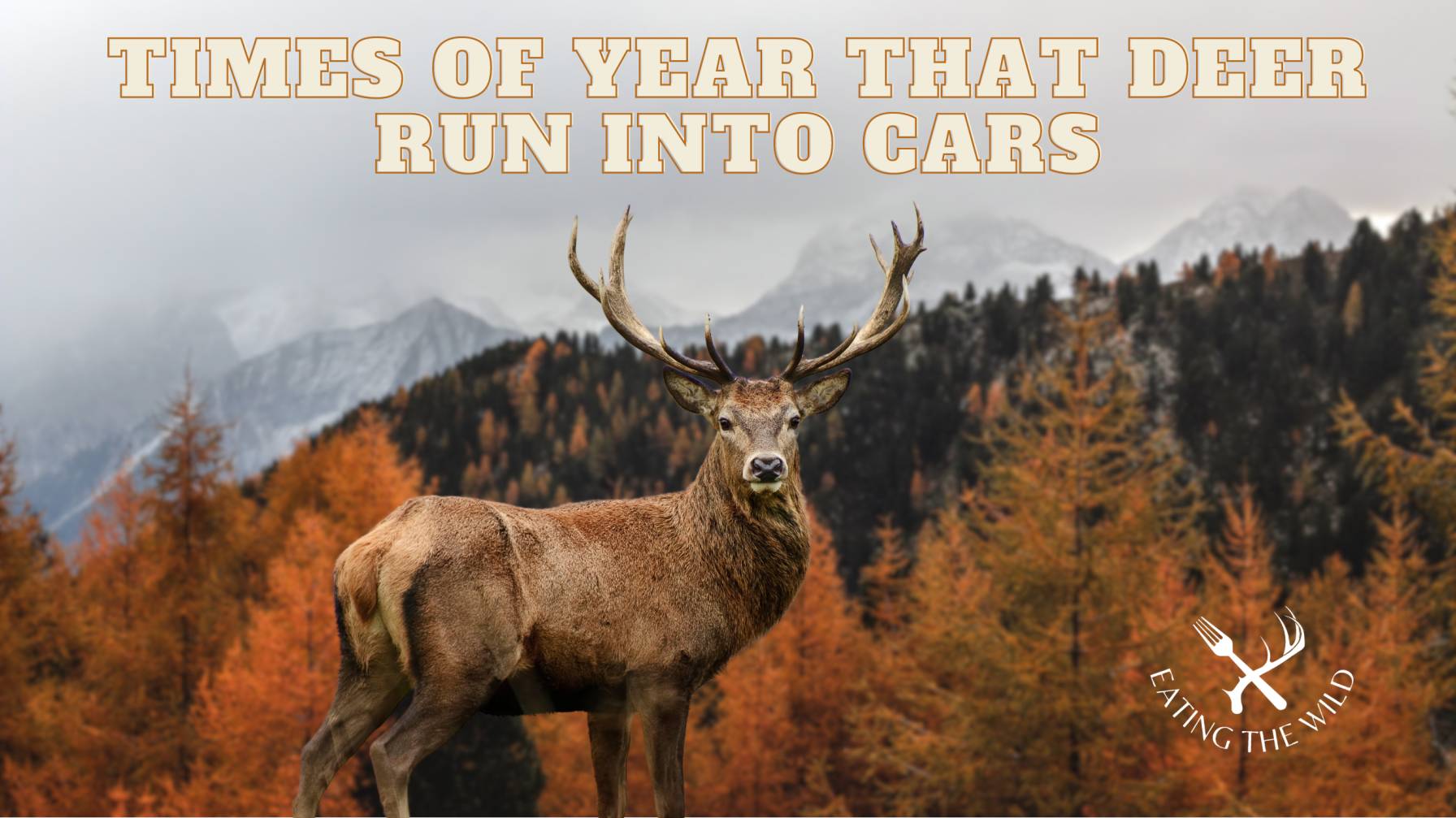 why do deers run in front of cars