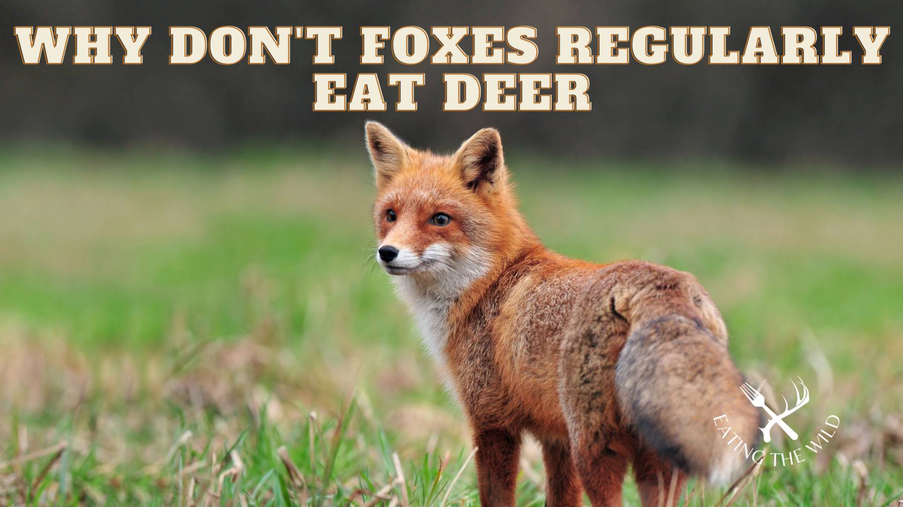 do fox eat deer do fox eat deer