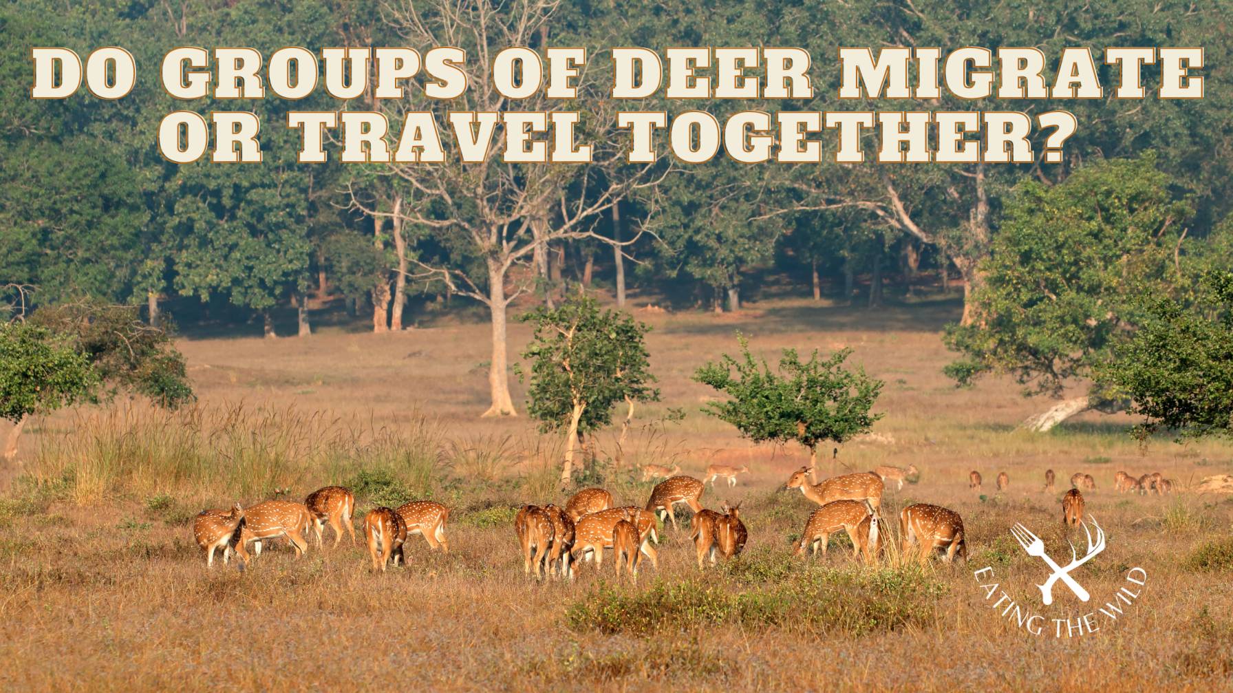What Is a Group of Deer Called?