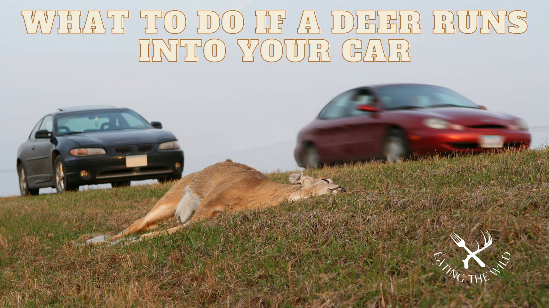 why do deers run in front of cars