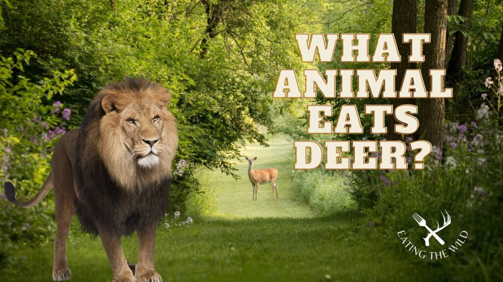 what animal eats deer