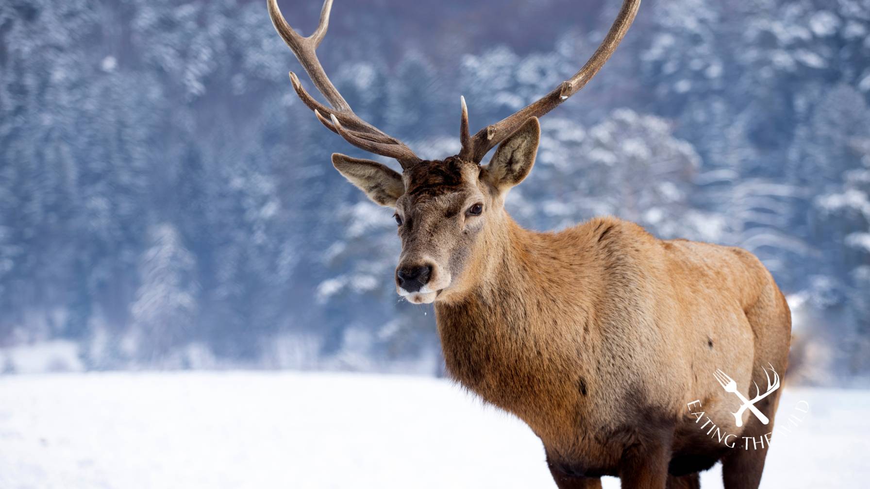 how fast does a deer run how fast does a deer run