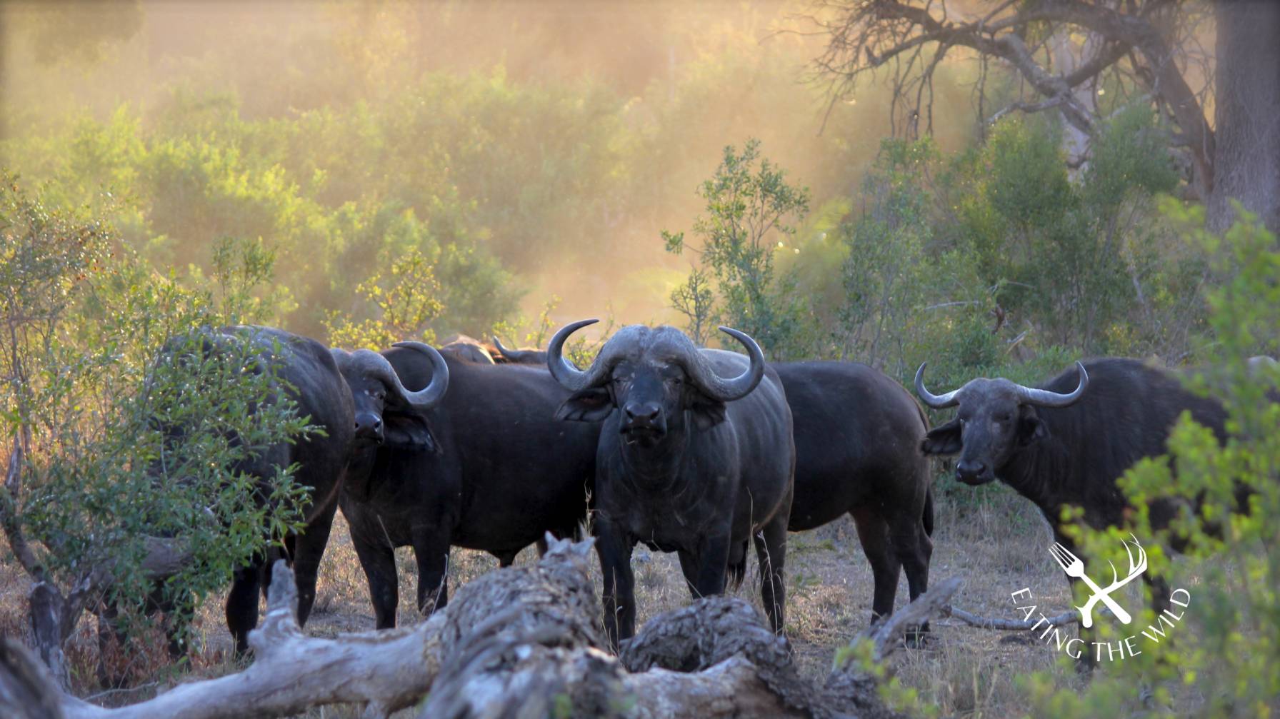 buffalo hunting