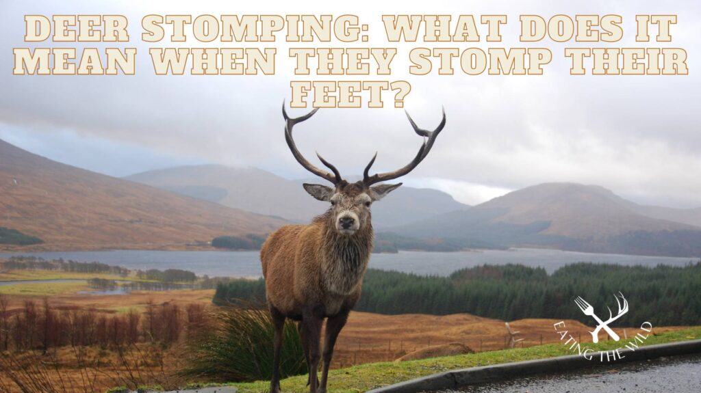 deer stomping