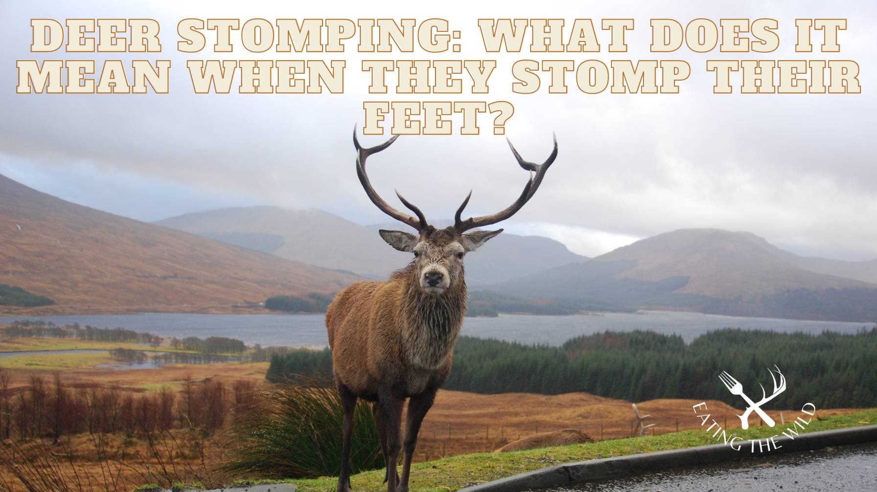 deer stomping deer stomping