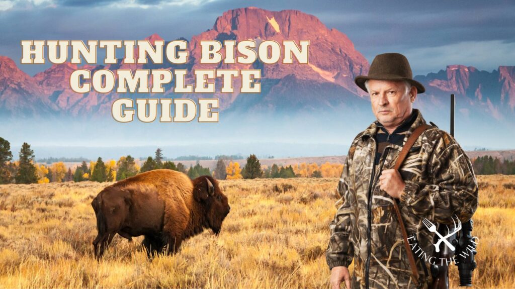 bison hunting