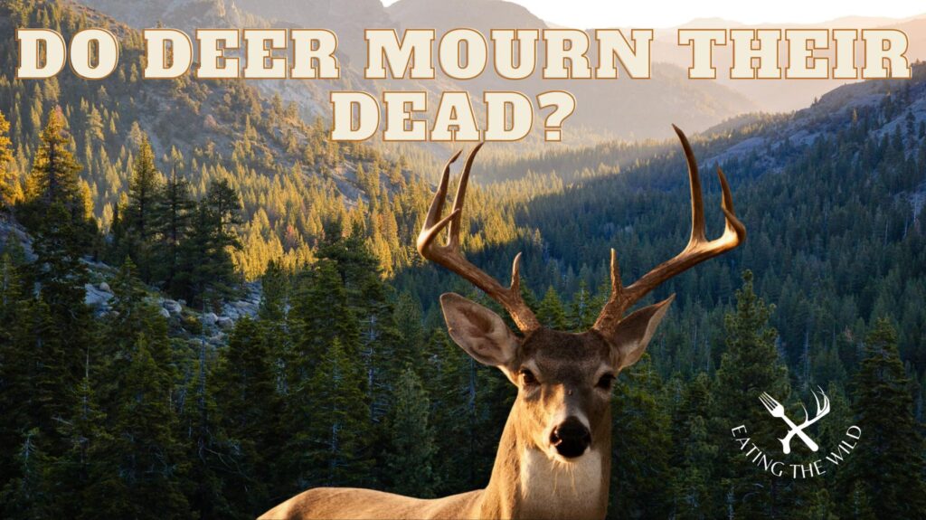 do deer mourn their dead