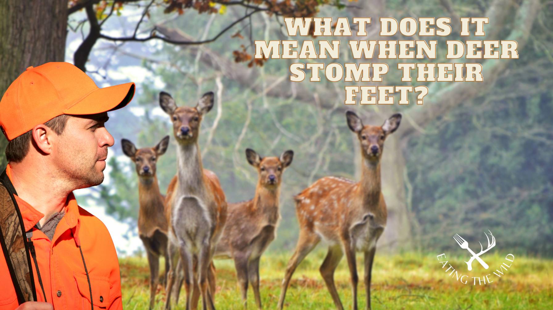 deer stomping deer stomping