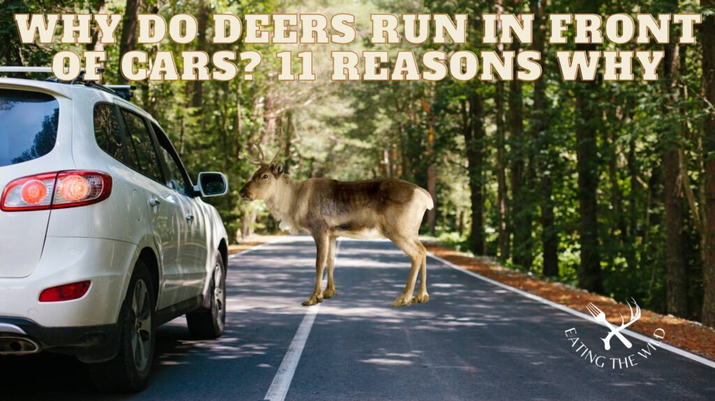 why do deers run in front of cars