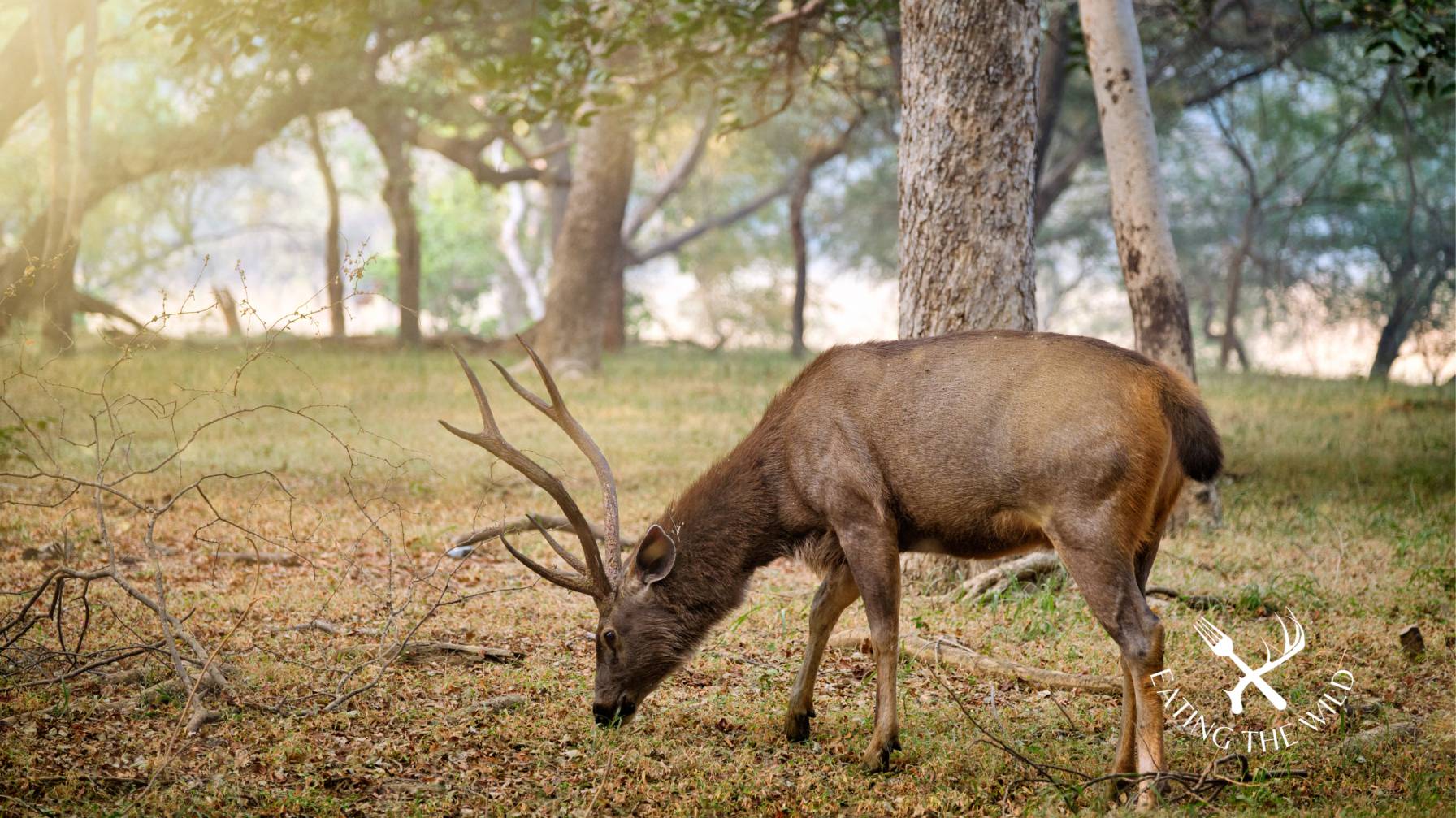 deer stomping deer stomping