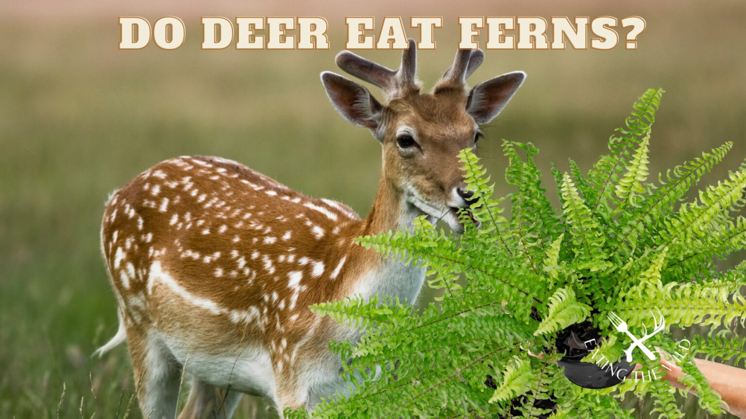 Do Deer Eat Ferns? The 8 Best Deer Resistant Ferns For Your Garden