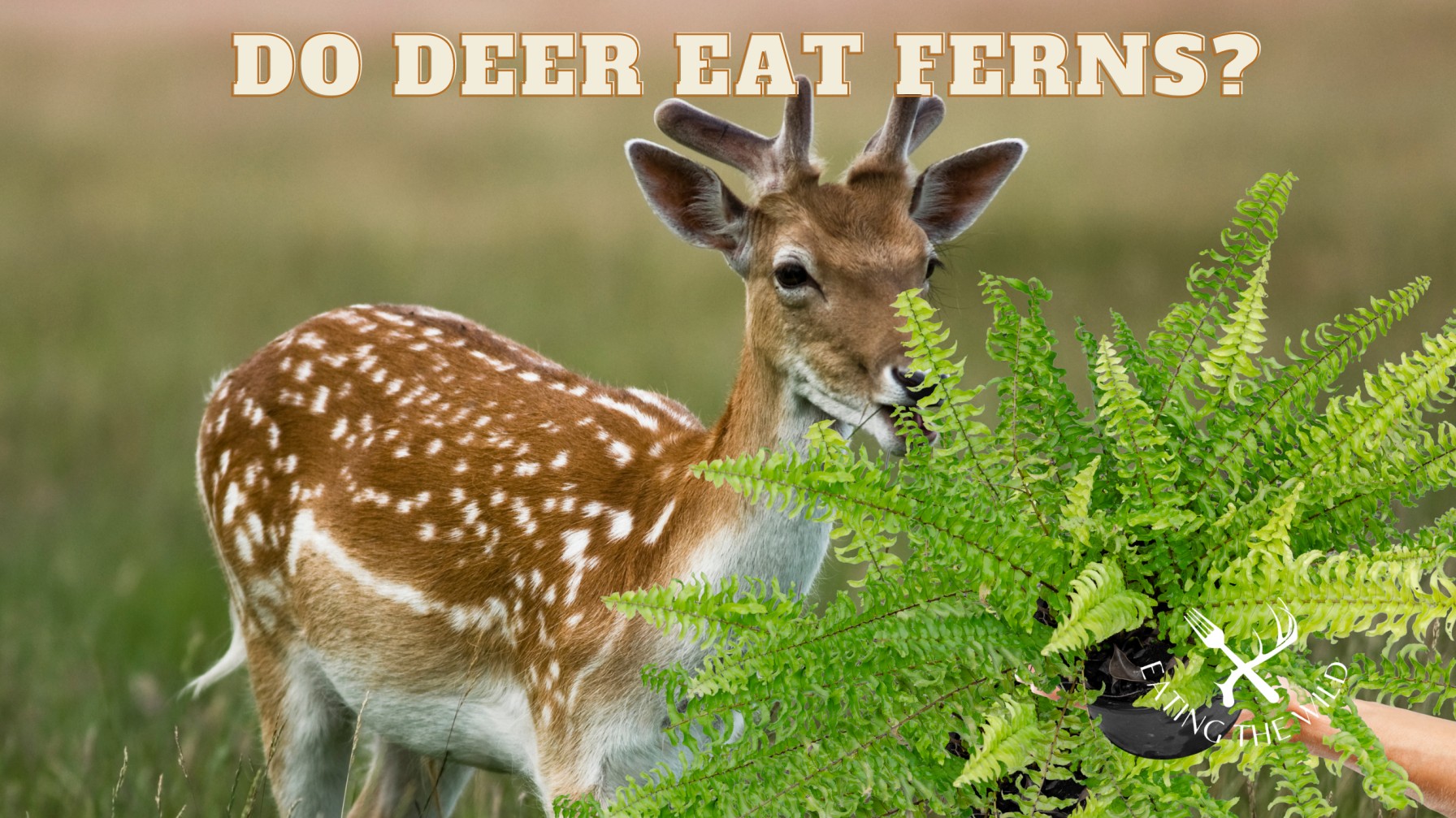 1 Do Deer Eat Ferns?