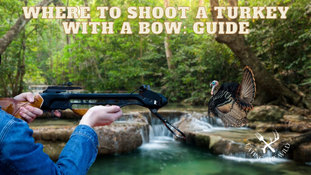 Where to Shoot a Turkey With a Bow: Guide